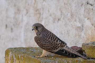 Common Kestrel, Falco tinnunculus, little bird of prey