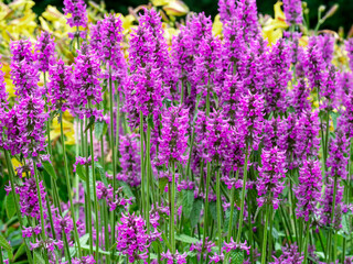 Fototapeta premium Betony Summer Romance flowers in a garden