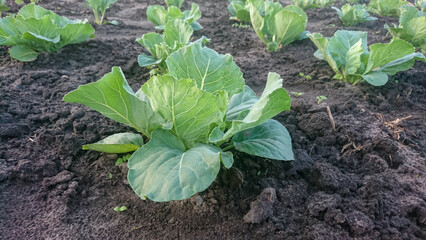 Bed of white cabbage with young sprouts that have not yet formed cabbage heads.