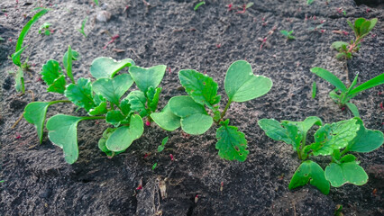 Young radish sprouts in the soil in the vegetable garden