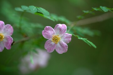 Flower of the wild rose Rosa elegantula