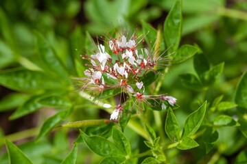 African gabbage, Cleome gynandra