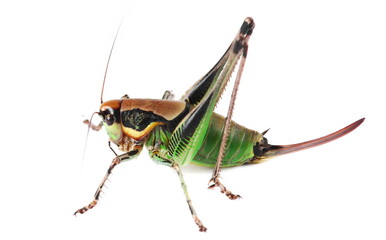 Bush Cricket, Eupholidoptera chabrieri female isolated on white, side view