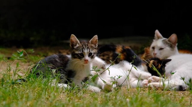 Kittens playing in the grass