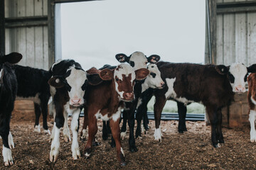 Calves in shed. New Zealand dairy farming industry featuring young calves.  © Alexa The Kiwi