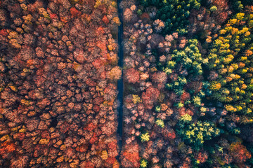 Top view of road and brown autumn forest, Poland