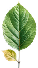 Obraz premium [Transparent Background PNG]Green leaf on white background