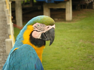 Retrato de arara caninde