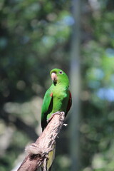 Papagaio no parque das aves - Foz do Iguaçu