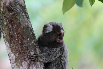 Mico estrela mostrando a lingua