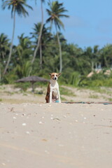 Obraz premium Paisagem na praia com cachorro centralizado
