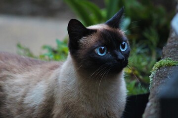 Gato de olho azul observando