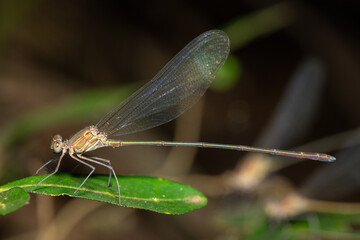 A beautiful glistening demoiselle (Phaon iridipennis) in a coastal forest on a warm summer’s evening