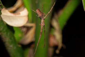 Angola Ogre-face spider (Asianopis anchietae) getting ready to ambush prey in a coastal forest