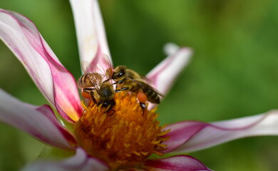 Biene in einer Dahlienblüte