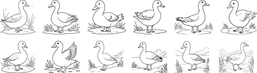 Snow Goose hand drawing coloring page and outline vector design
