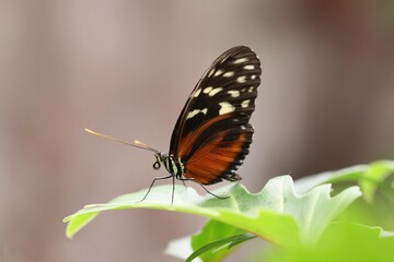 butterfly on leaf