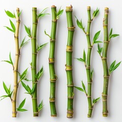 Fototapeta premium Six green bamboo stalks with leaves on a white background.