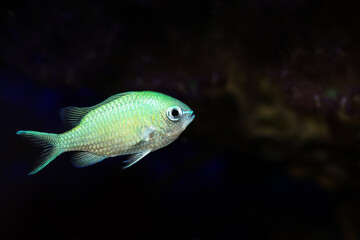 Black axil Chromis (Chromis atripectoralis)