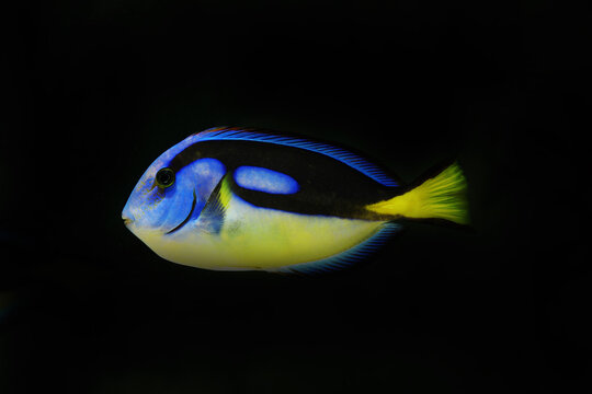 Indian ocean Yellow belly Blue tang or Palette surgeonfish (Paracanthurus hepatus)