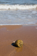 rapana are marine mollusks. Seashell on the seashore