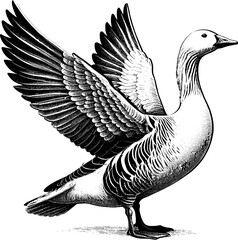 Snow Goose engraving vector art and Linear sketch design