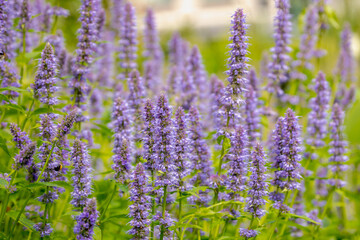 Selective focus of purple blue flower Korean mint in the garden, Blue Fortune or Agastache rugosa also known as wrinkled giant hyssop is an aromatic herb in the mint family, Nature floral background.