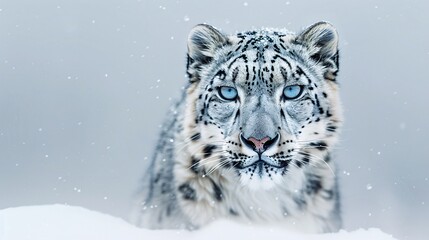 A stealthy snow leopard camouflaged against a snowy white background, its piercing blue eyes gazing directly at the camera, showcasing its beauty and elusiveness.