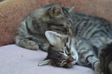 mother cat and her kitten cuddle and sleep together