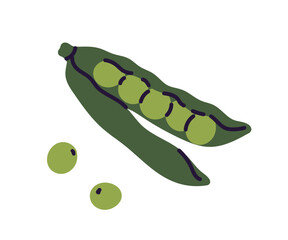 Open and closed ripe pod of peas, green sweet peas, green beans, legume, healthy nutrition, raw fresh vitamin food, natural vegetarian source of protein, fresh vegetables flat vector illustration.