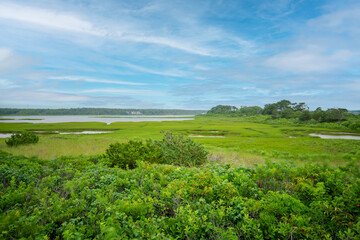 Obraz premium Wildlife preserves on Marthas Vineyard 2024