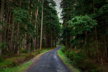 Obraz premium Forest road in pine forest. Wood trail on forestland.