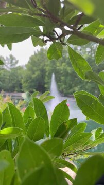 Dappled sunlight green leaves veins water peeking layered relaxing background