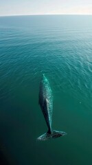 Obraz premium Aerial Panorama of Gray Whale in Open Sea