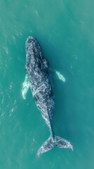 Naklejka premium Aerial View of Gray Whale Swimming in Ocean