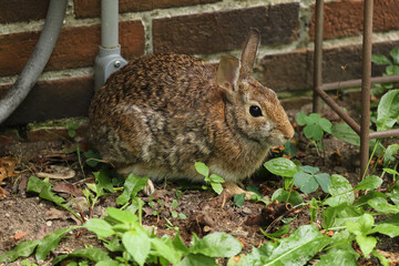 Eastern cottontail (Sylvilagus floridanus) rabbit in a suburban backyard next to the brick wall of a house in Ohio. 