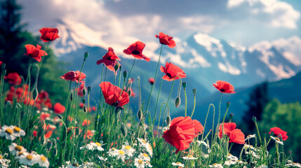 Obraz premium landscape in the alps with red poppy flower meadow and snow capped trees in background