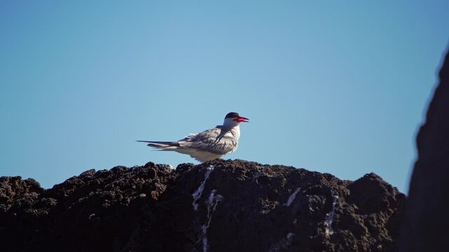 common tern seabird perched on volcanic rock, enjoying warm sunshine under clear blue skies. White plumage contrasts with dark rock in Portuguese island Madeira. Sterna hirundo species.