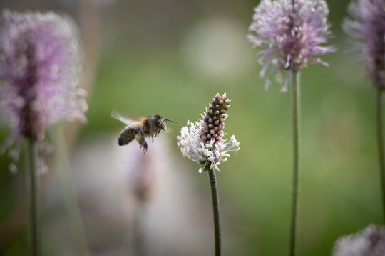 Biene im Anflug auf eine Blume - Breitwegerich (Plantago major)