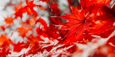 Red maple autumn leaves falling on a blurred background, capturing the essence of fall. Ideal for seasonal promotions, nature themes, or tranquil designs.