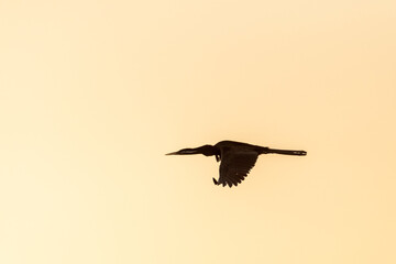Telephoto of an African Darter - Anhinga rufa- in flight along the Chobe river, Botswana.