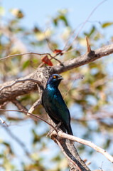 Telephoto of a pale-winged starling - Onychognathus nabouroup- sitting in a tree in Namibia.