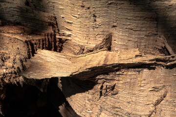 Texture of a broken tree trunk. The rough surface of broken wood