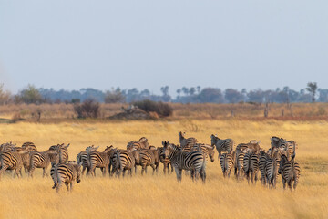 A herd of Burchell's Plains zebra -Equus quagga burchelli- running through the Okavango Delta, Botswana.