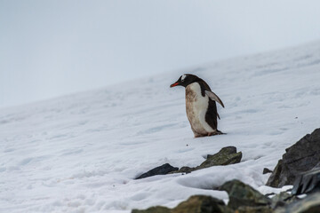 Fototapeta premium Close-up of a Gentoo Penguin -Pygoscelis papua- walking along a penguin highway in a snowy landscape of the colony at Danco island, on the Antarctic Peninsula