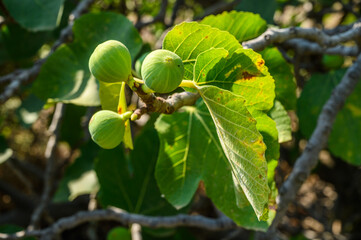 Green Figs Raw Figs After Rain Ripening