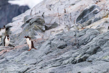 An impression of the Gentoo Penguin -Pygoscelis papua- colony on Cuverville Island, on the Antarctic Peninsula