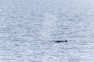 Fototapeta premium Close-up of the back of a diving humpback whale -Megaptera novaeangliae- including the dorsal fin and blow hole. Image taken in the Gerlache strait, near Anvers island, in the Antarctic peninsula.