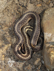 A harmless common garter snake (Thamnophis sirtalis) hiding its head as it curls up next to a rock. 
