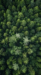Fototapeta premium Majestic Aerial View of Pine Forest Canopy 